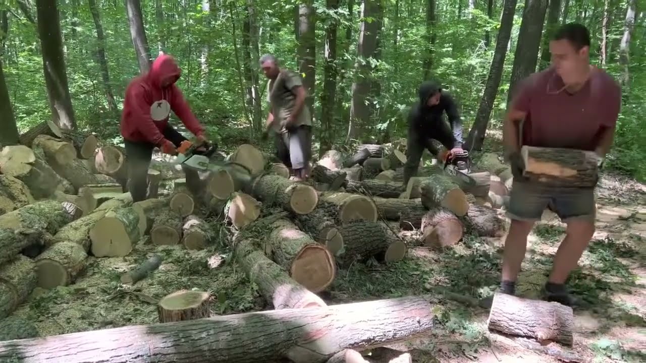 Monster Logs Destroyed by Chainsaw