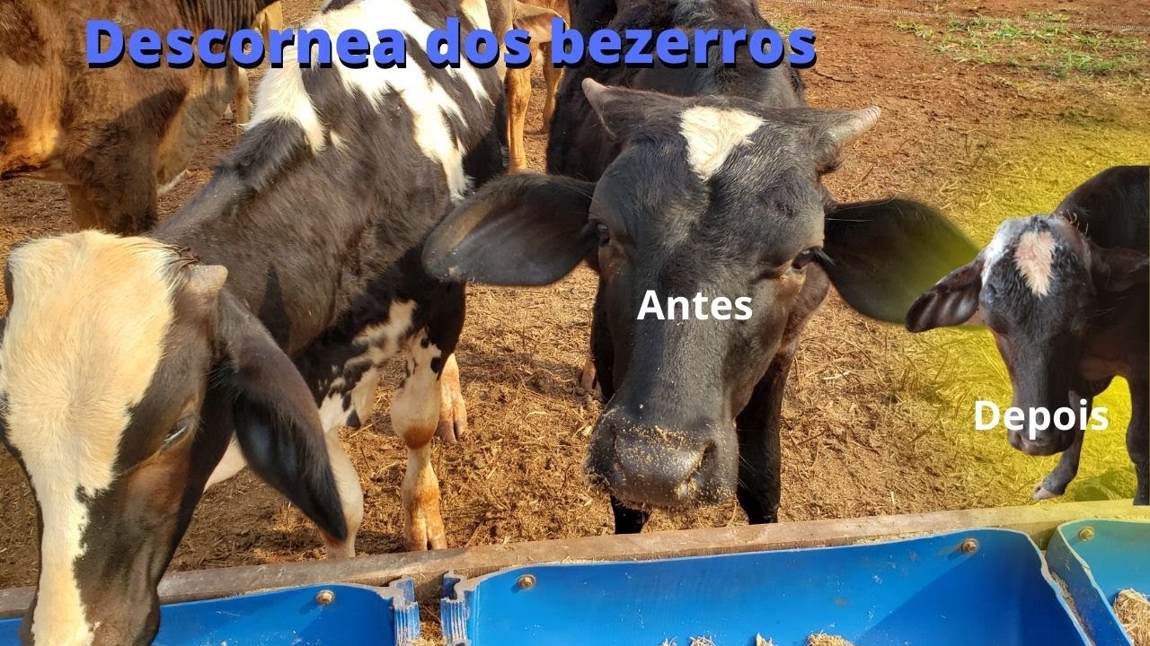 Descorna dos bezerros