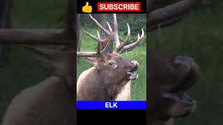 Bull Elk || Bull Elk bugling || shorts bullelk trending viral