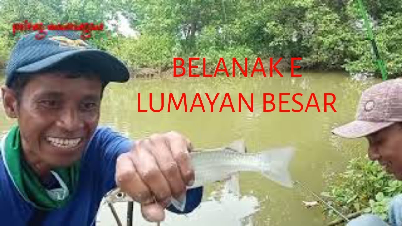 MANCING BELANAK DI TLOCOR SIDOARJO TERNYATA   DAPAT BESAR
