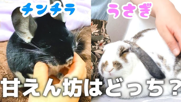 うさぎ飼育 病院で運動不足による肥満と診断されちゃったウサギさん Youtube