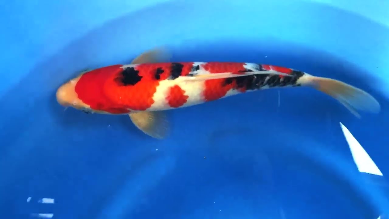 錦鯉 かのう 阪井養魚場