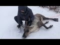 นอนค้างแรมในป่า ลุยหิมะล่ากวาง คาริบู ก้อยกวาง ส้ากวาง Caribou Hunting and Cooking 🥘 Alaska