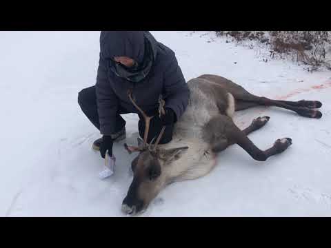 วีดีโอ: วิธีทำสลัดล่าสัตว์สำหรับฤดูหนาว