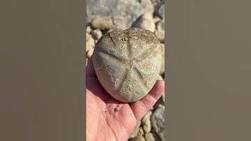 Huge Sea Urchin Fossil Find