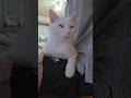今のシロ。 #猫 #保護猫 #猫のいる暮らし