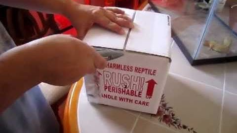 Davidsfinegeckos unboxing