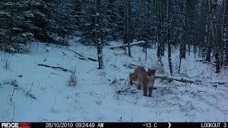 Cougar In The Snow