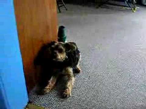 yorkshire terrier epilepsie