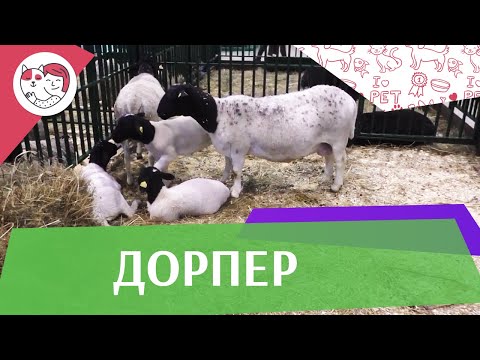 Дорпер на ilikepet. Особенности породы, уход