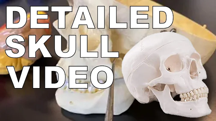 BIOS 3015 - Skull Overview 2.0 (w/ subtitles) - Human Anatomy - Ohio University