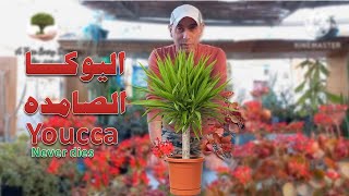 نبات اليوكا-youcca plant