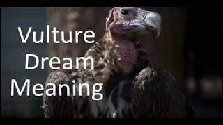 Vulture Dream Meaning
