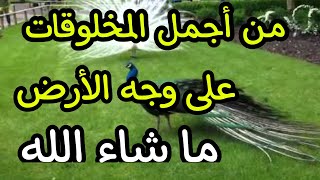 الطاووس   أجمل طيور الطاووس في العالم