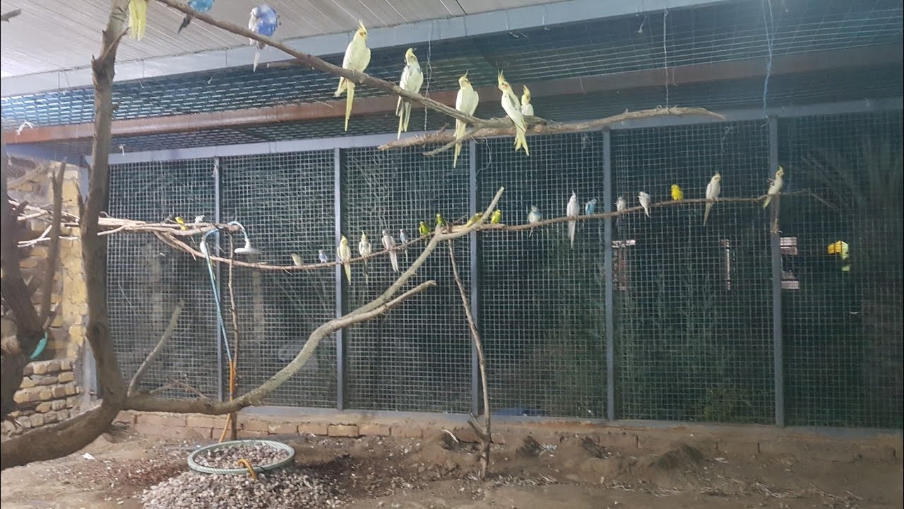 الفرق بين التربيه الفرديه والتربيه الجماعيه وايهما افضل؟