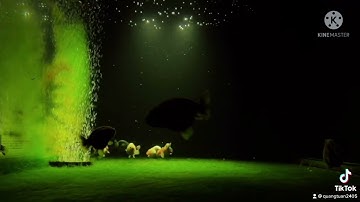 Bể cá vàng lên rêu xanh tự nhiên cực đẹp !!