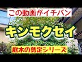 小さくする【キンモクセイ剪定】作業動画で一目瞭然【庭木剪定】