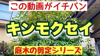 小さくする【キンモクセイ剪定】作業動画で一目瞭然【庭木剪定】