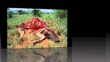 Anthrax Bioterrorism