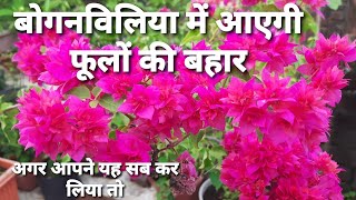 How to care Bougainvillia for a profuse flowering || बोगेनविलिया में अधिकतम  फूल कैसे  पायें