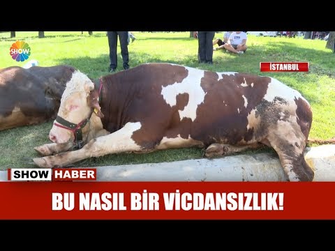 Bu nasıl bir vicdansızlık!