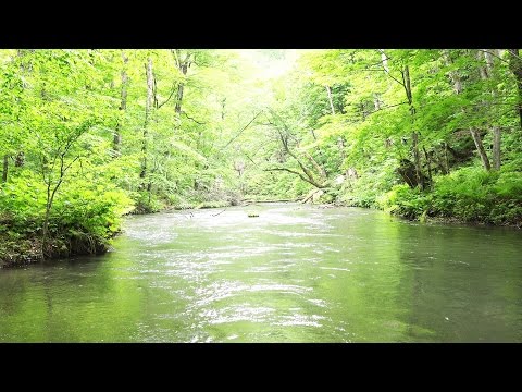 【ASMR】自然音　川のせせらぎ　熟睡 瞑想 睡眠 集中用BGM　新緑の森と鳥のさえずり RiverSounds&BirdsSongs 奥入瀬渓流