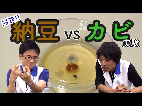 科学コミュニケーターが実験やってみた「納豆菌 vs カビ」