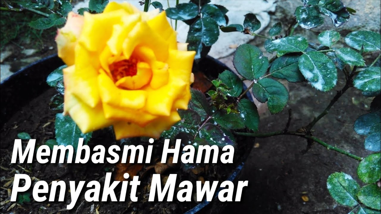 Cara Merawat Bunga  Mawar  Bebas Hama Penyakit YouTube