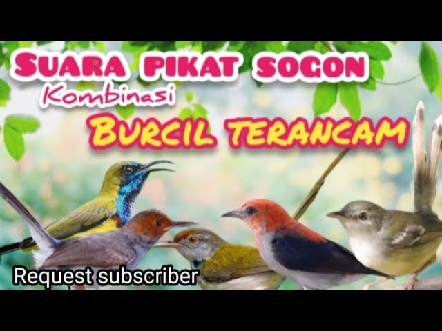 SUARA PIKAT SOGON Kombinasi Burung  Kecil Terancam class=