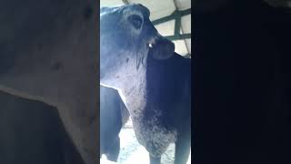 Gilvan E Manuel Tirando Leite Na Ordenha