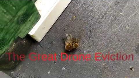 The Great Drone Eviction