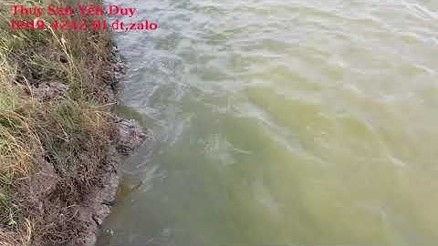 Kỉ thuật nuôi tôm.cách diệt tảo lam ao có tôm, an toàn, hiệu quả ,rẻ tiền.