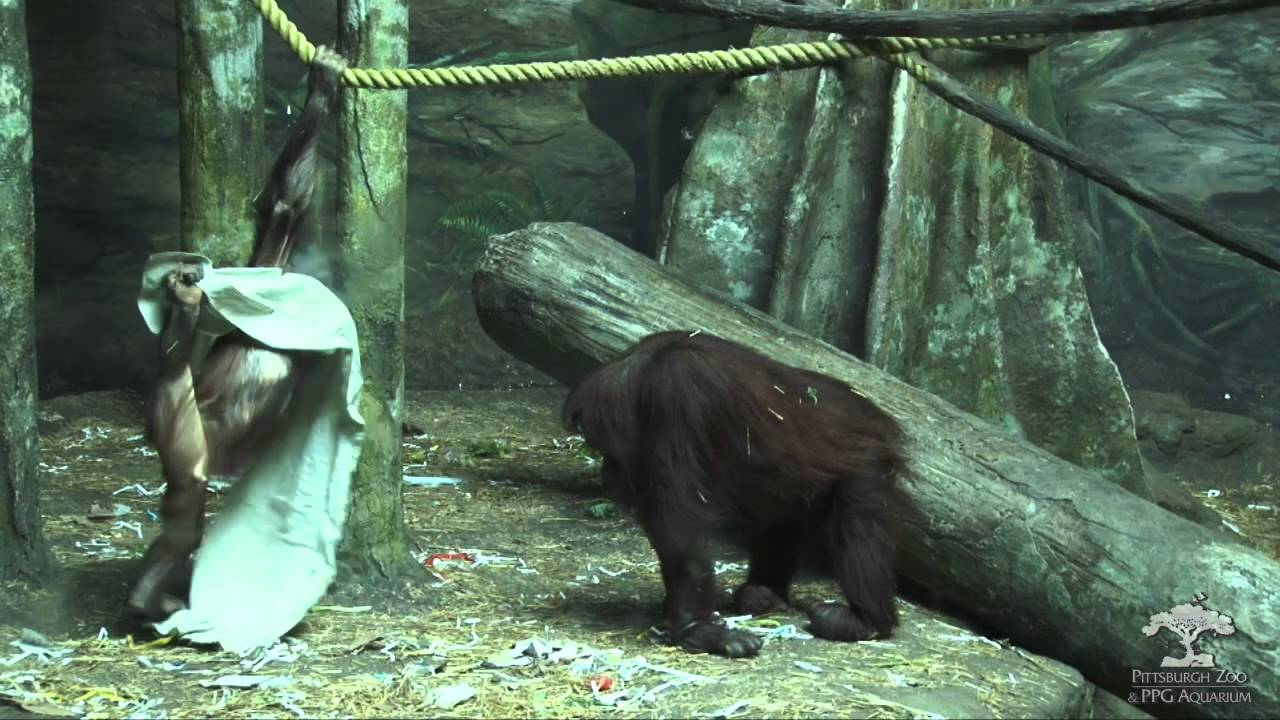 The Pittsburgh Zoo PPG Aquarium Orangutan YouTube the-pittsburgh-zoo-ppg-aquarium-orangutan-youtube