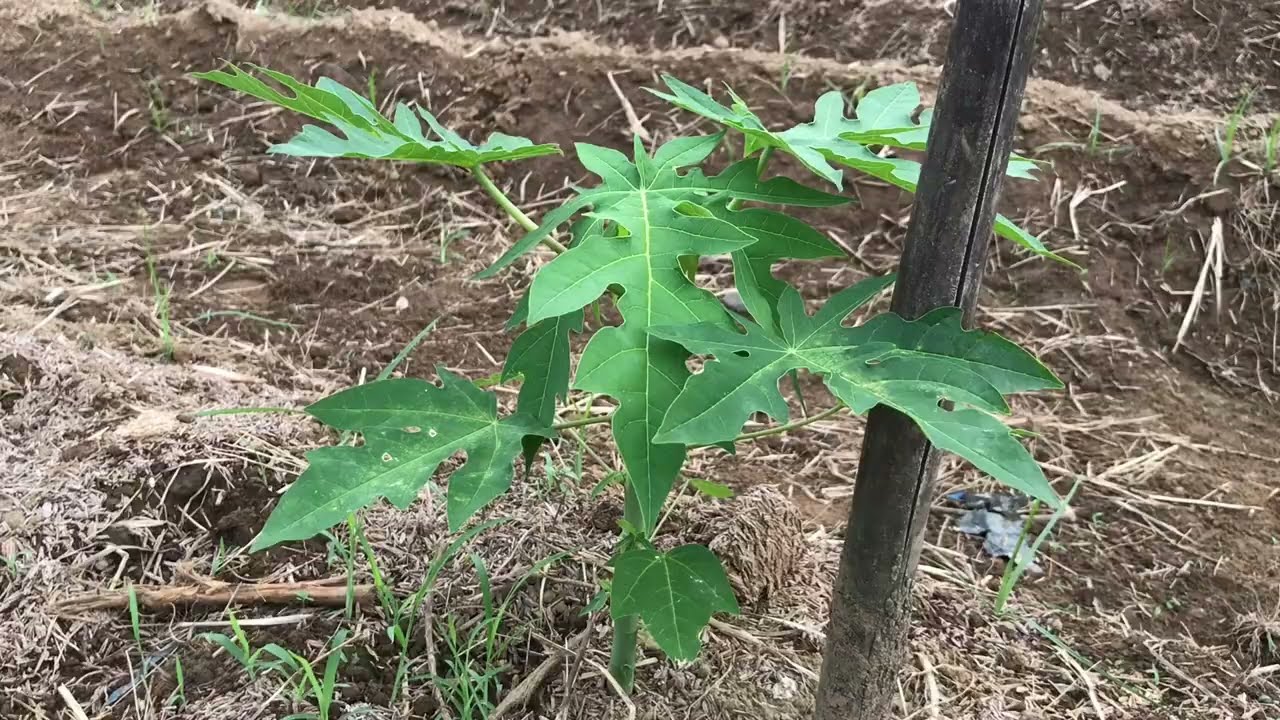Paano mag-alaga ng papaya from day 1 to 11