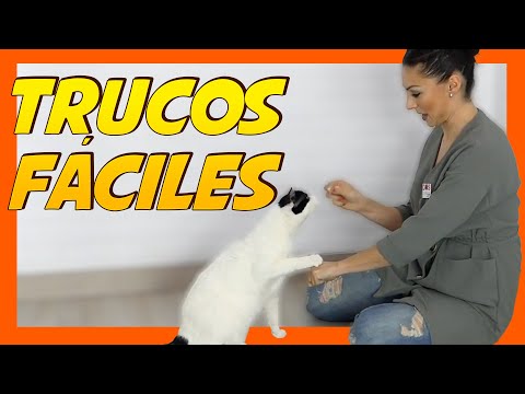 Video: Cómo entrenar a tu gato para hacer trucos