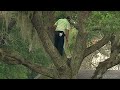 Sergio garcia grimpe  un arbre pour tirer  une main sur bay hill