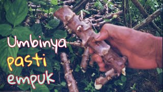 Cara Menanam Singkong Agar Umbinya Tidak Pahit