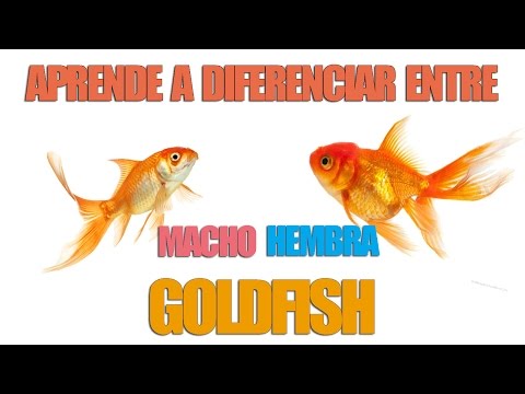 Video: Cómo Identificar Peces