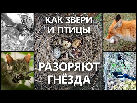 Как звери и птицы разоряют гнёзда с яйцами? Следы деятельности