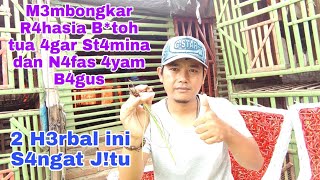 STAMINA \u0026 N4FAS AYAM JADI BAGUS