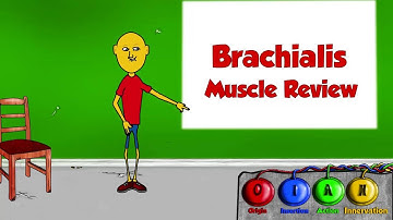 The Brachialis Muscle → Origins, Insertion, Action, And Innervation video || By: Kinesiology Kris