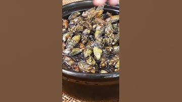Ve sầu món đặc sản tây bắc chỉ dành cho người dũng cảm (eating cicada ) | TÂY BẮC TV #shorts