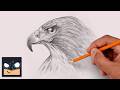 How to Draw a Falcon | Sketch Saturday