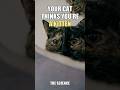 Your Cat Thinks You're a Kitten 🐾 #Shorts #Cats