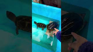 巨大亀の飼育設備