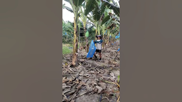 cara bungkus pisang berangan