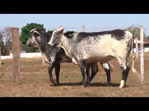 LOTE 19   EDIÇÃO ESPECIAL GIROLANDO   ESTÂNCIA BELA VISTA   407  3826