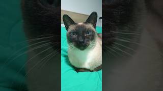 #siamese #cat #funny #joker #catlife #cute #kot #kitty #pets #cutecat #funnycats #catshorts #love