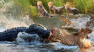 Pitiful Scene! Crocodile Of Death Rushed To Tear Mother Cheetah While Taking Her Cub Across River