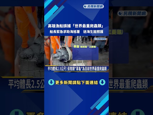高雄外海漁船誤捕保育類"革龜" 輕微擦傷送海生館照護－民視新聞